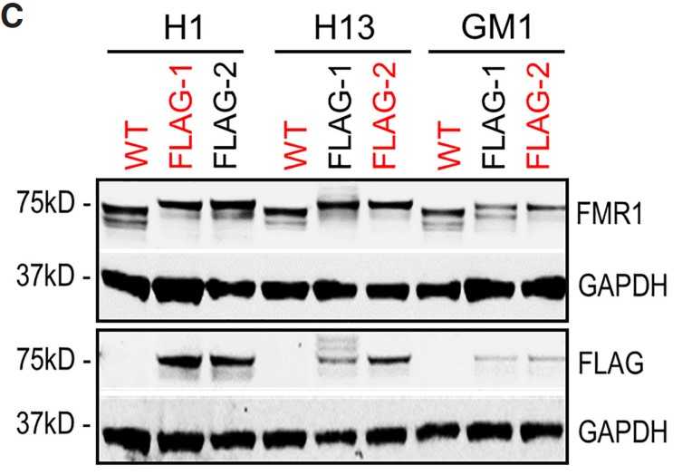 Western blot detecting FMR1 or FLAG in FMR1-FLAG and WT hPSCs, GAPDH as a loading control.jpg